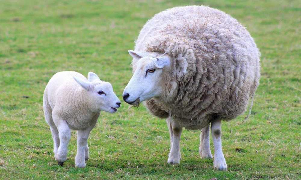 تاثیرات فقدان و کمبود مس و گوگرد در بدن گوسفندان
